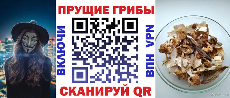 Галлюциногенные грибы Psilocybe  Черногорск 